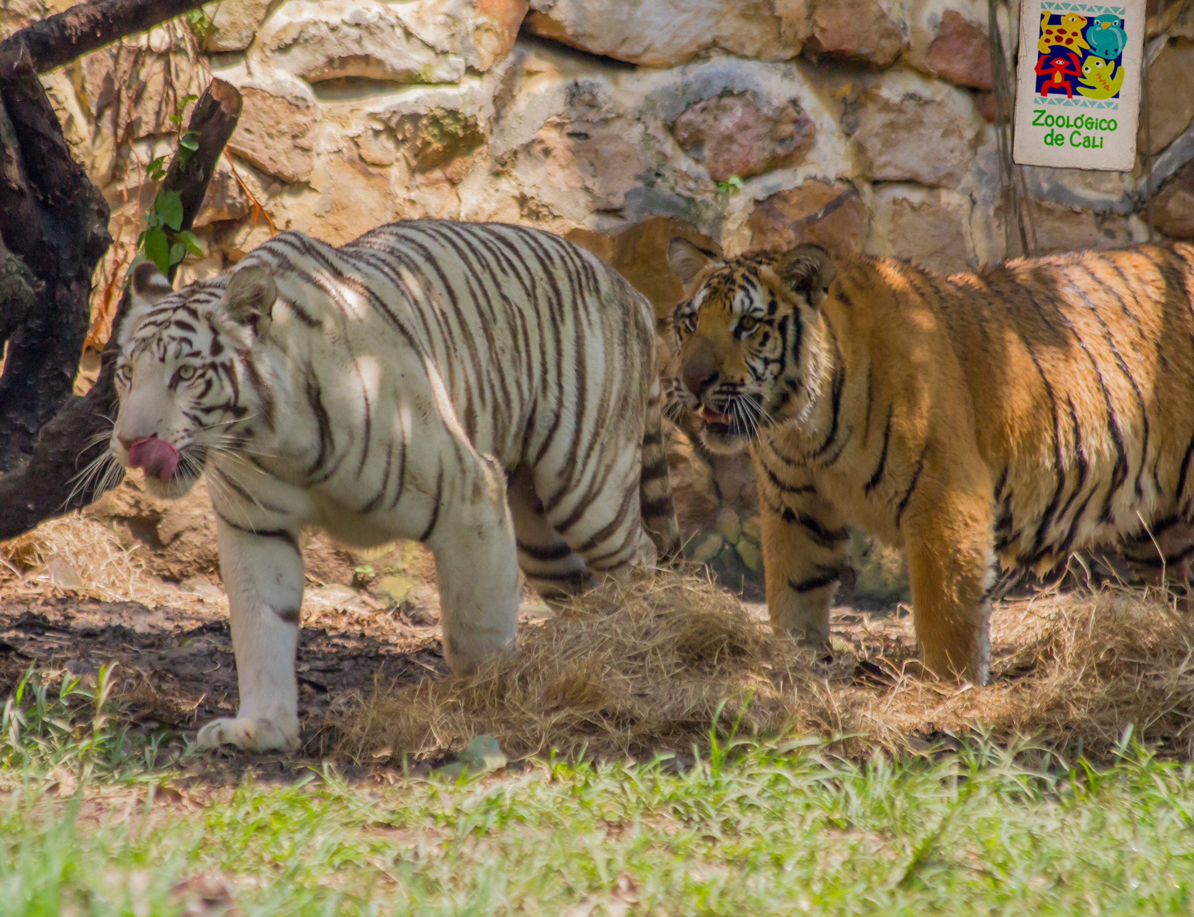 Indira, la tigresa blanca y su hijo Kanú - Foto Zoológico de Cali