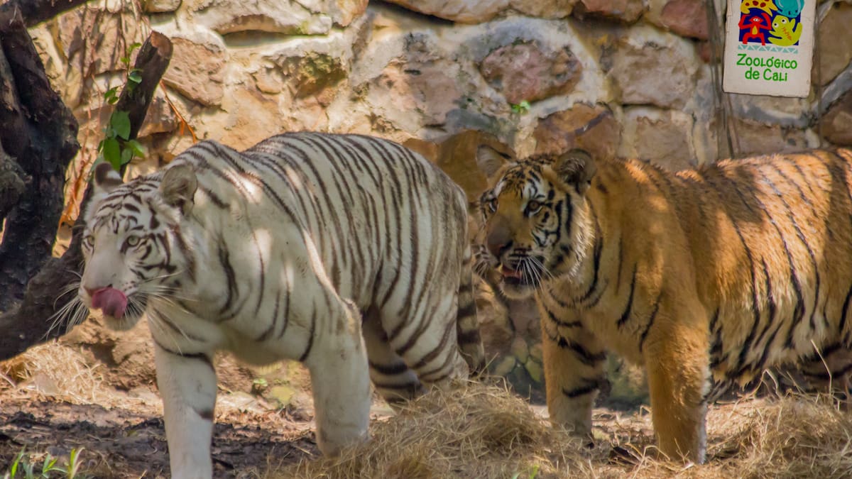 Falleció Indira, la tigresa blanca del Zoológico de Cali tras enfrentamiento con su hijo Kanú