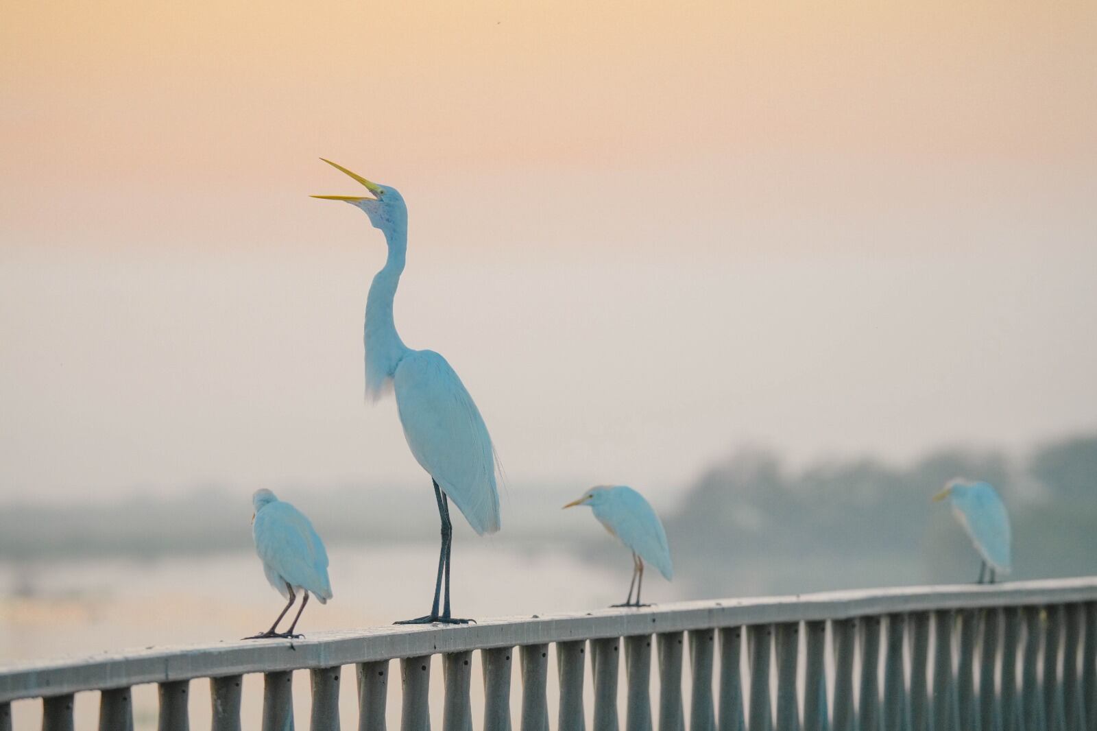 Avistamiento en Barranquilla por el Global Big Day./ Foto: Alcaldía de Barranquilla