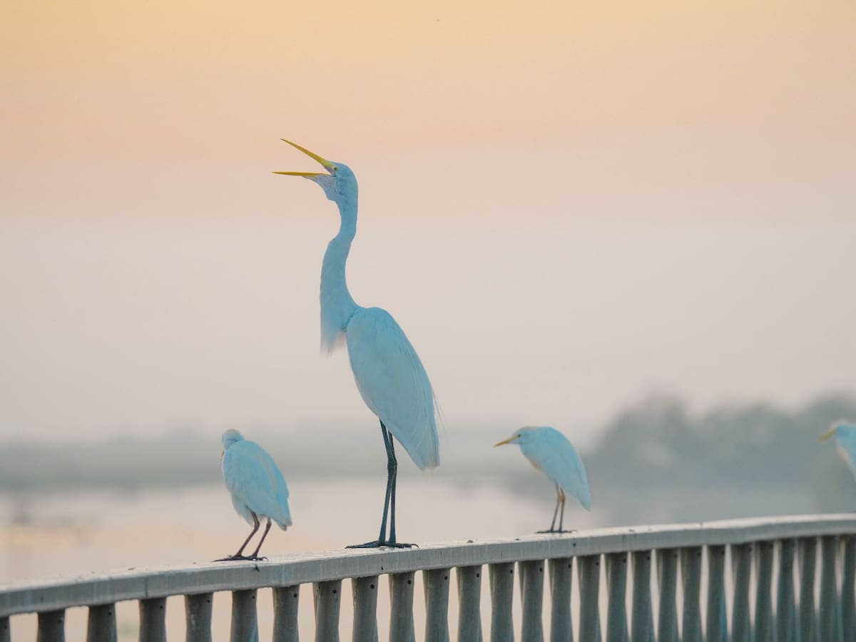 Jornada de avistamiento de aves en Barranquilla: ¿dónde y cuándo será?
