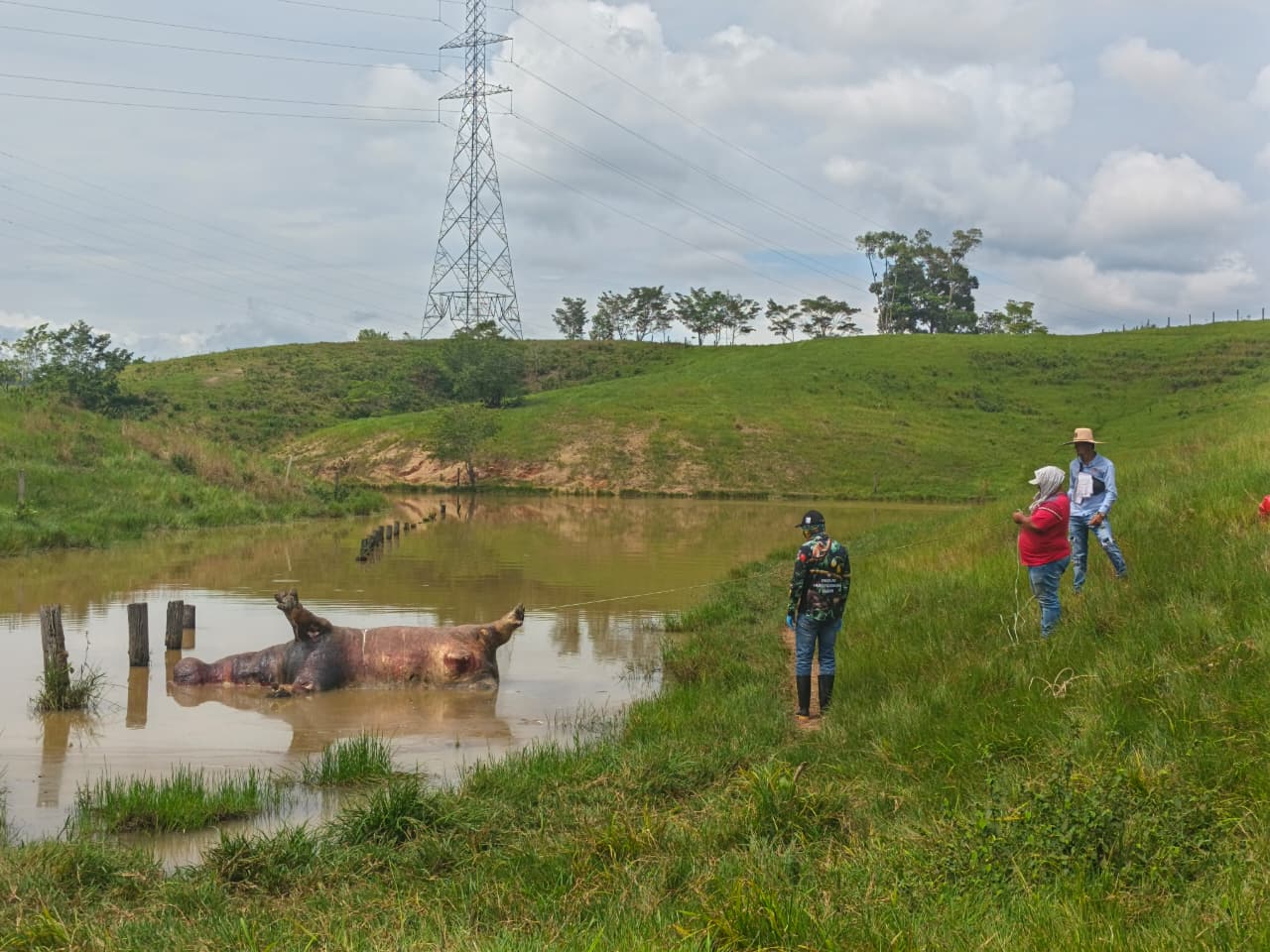 Hipopótamo muerto en Puerto Triunfo, Antioquia- foto Cornare