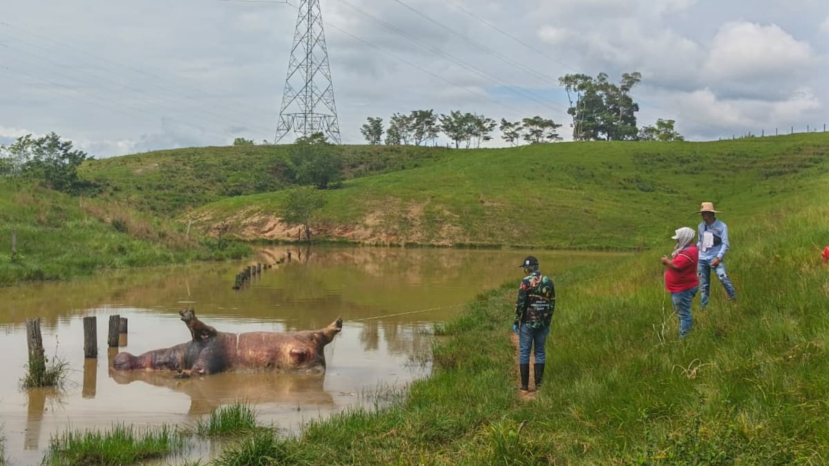 Encontraron muerto un hipopótamo en Puerto Triunfo; descartan que haya sido atacado por personas