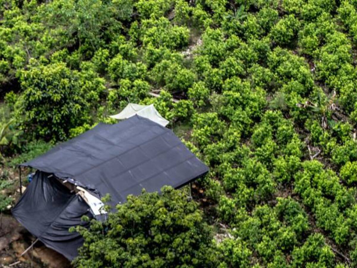 En 34.000 hectáreas aumentaron los cultivos ilícitos en 2017