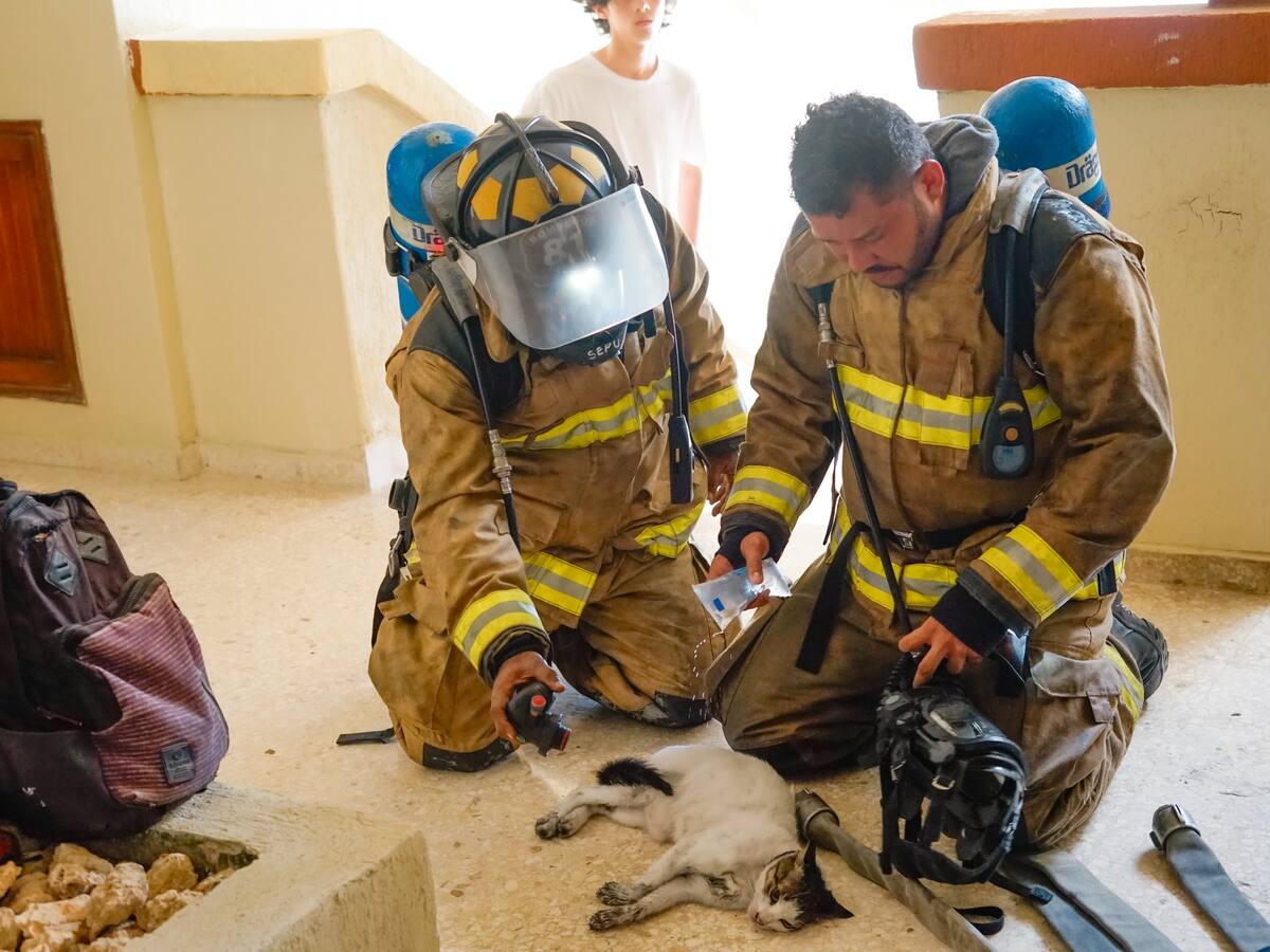 Cuerpo de Bomberos de Cartagena fortalece capacidades en rescate de animales