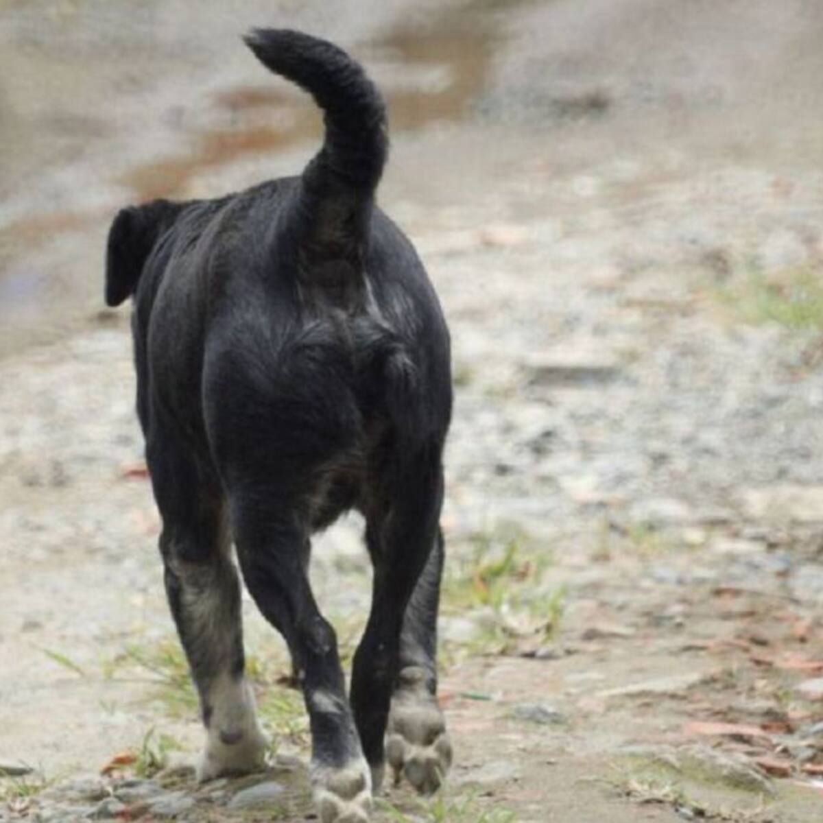 Barbosa: un anciano fue atacado por varios perros y murió por las heridas