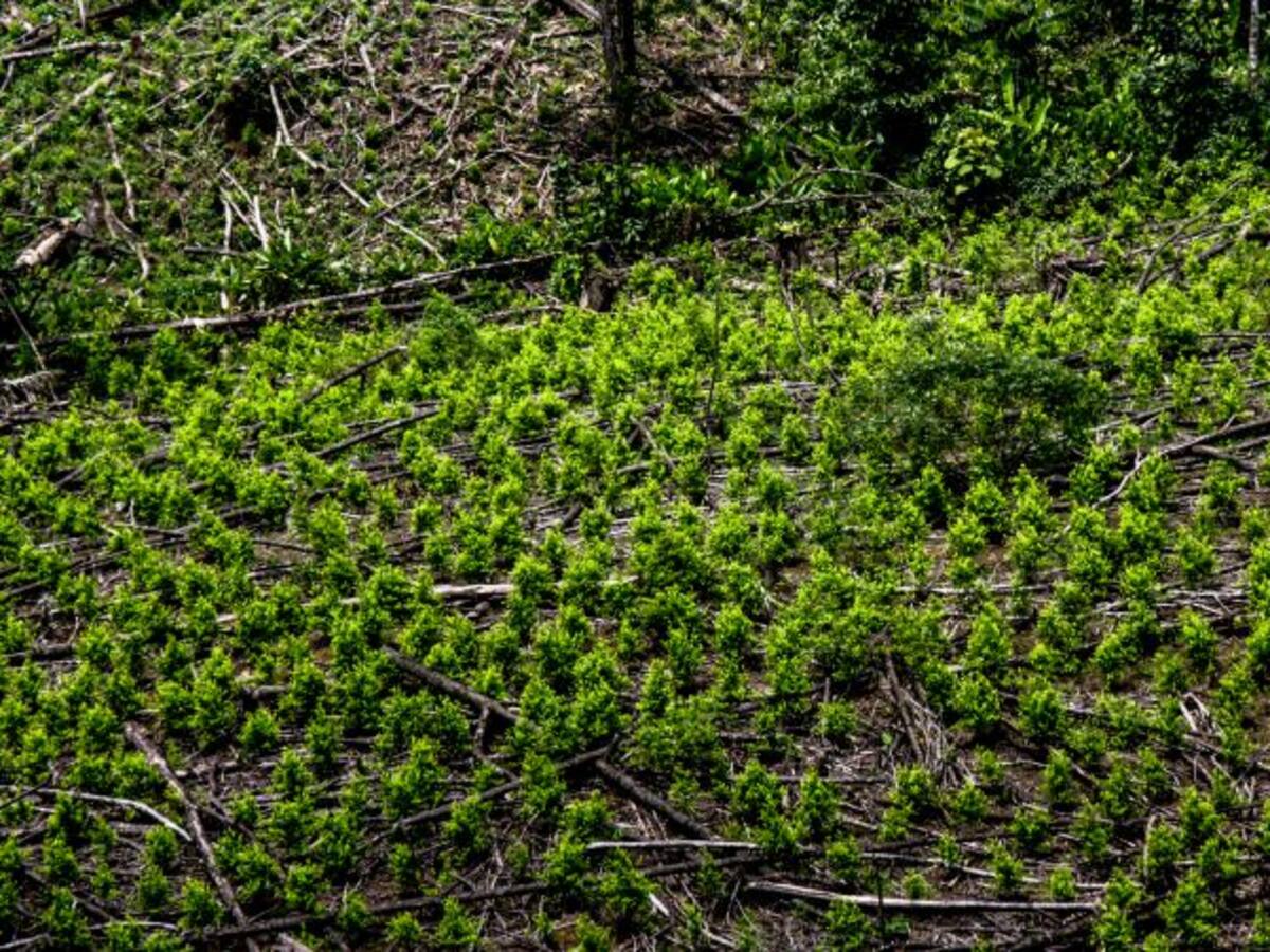 Tumaco reporta primeros resultados en disminución de coca