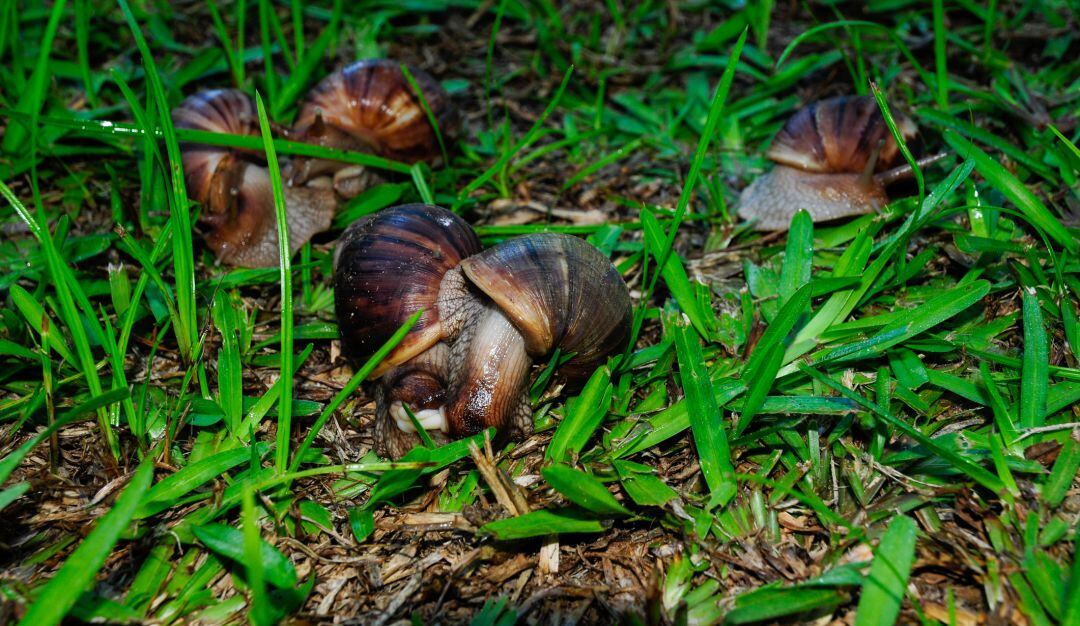 Imagen de referencia