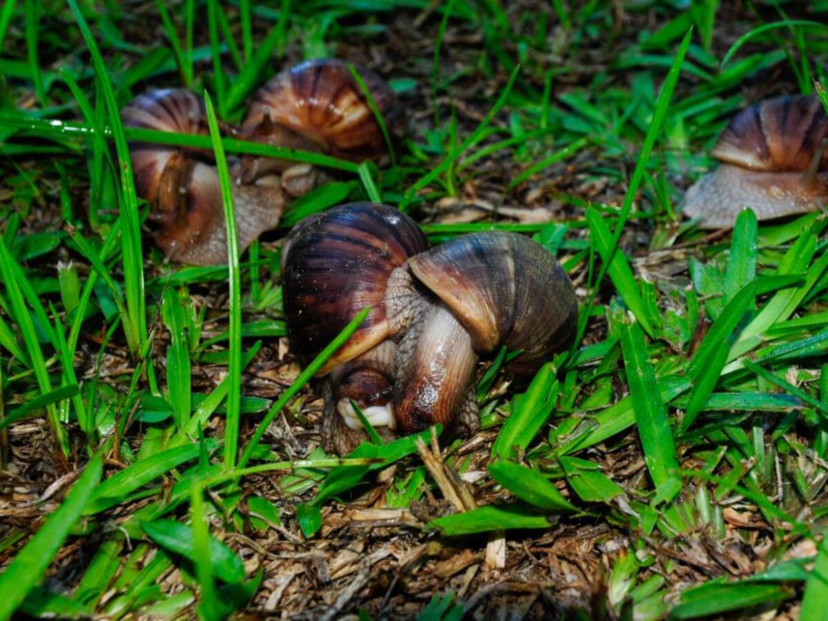 Lo que debe saber para el correcto manejo de caracoles gigantes africanos