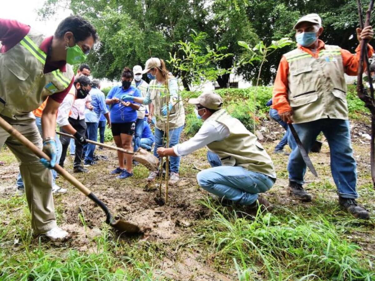 Ya van 1.408 nuevos árboles con la campaña Verde Urbano Cartagena