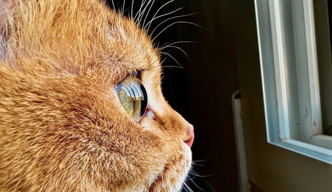 ¿Amante de la fotografía? Ya está acá el desafío Shot on iPhone de Apple