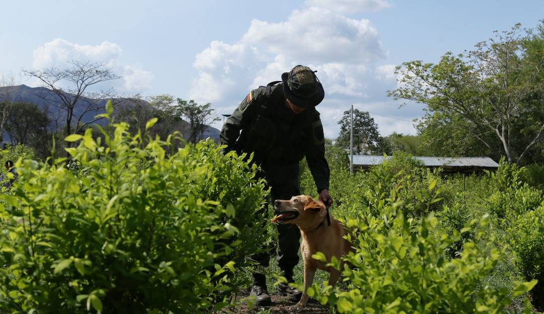 Erradicación de cultivos ilícitos - FOTO COLPRENSA