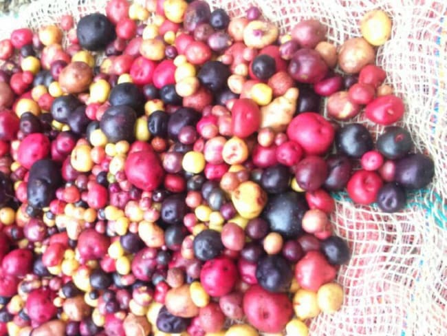 En Colombia hay más de 800 variedades de papas nativas