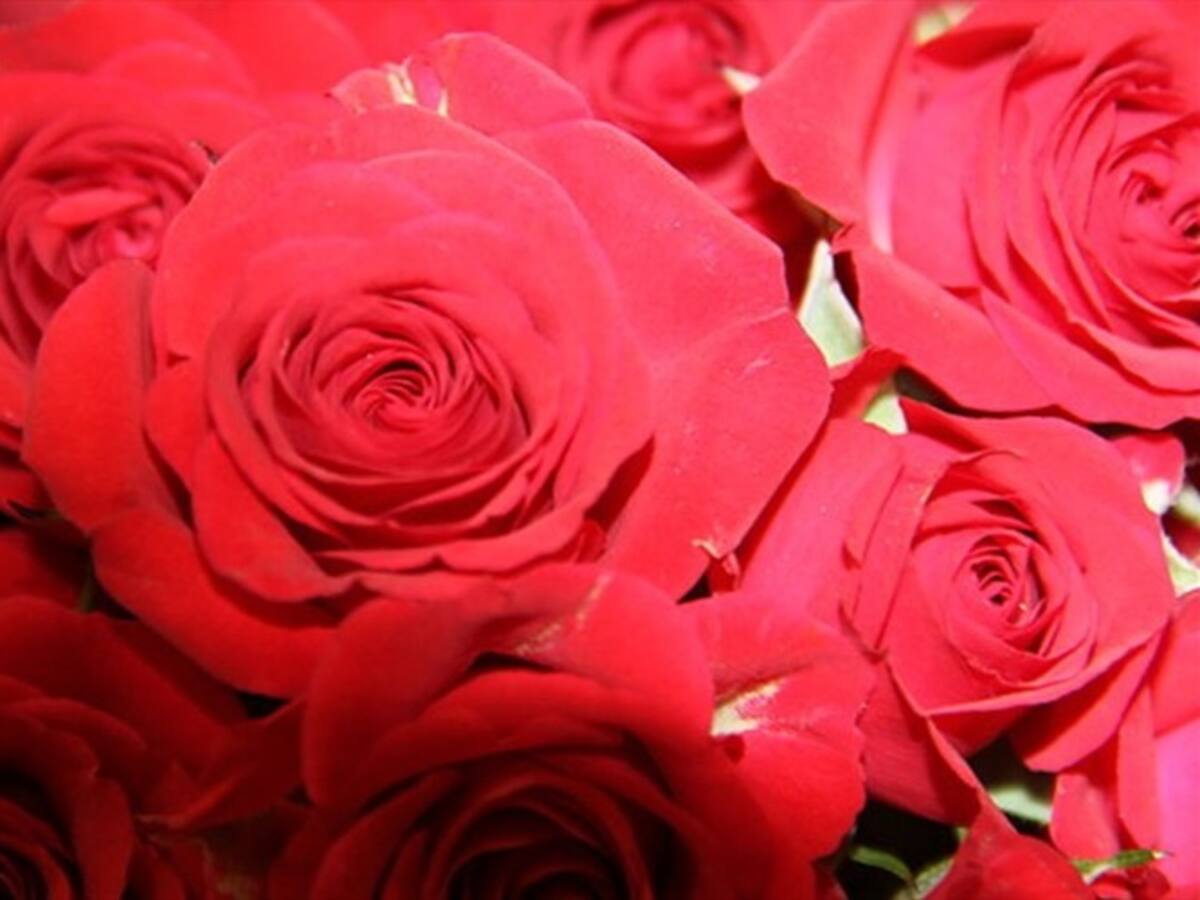 Gobierno espera vender 600 millones de flores en Estados Unidos durante San Valentín