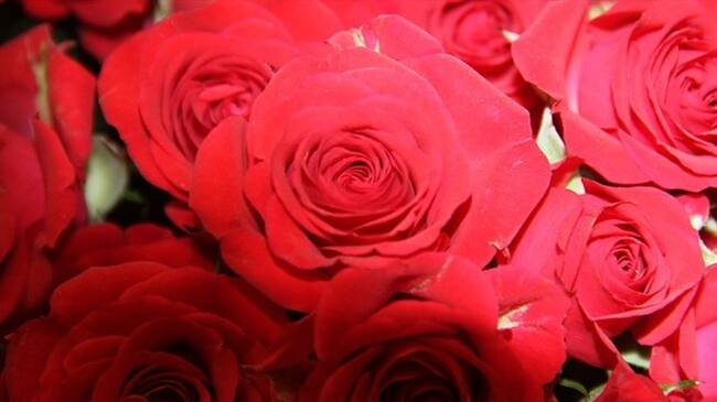 Gobierno espera vender 600 millones de flores en Estados Unidos durante San Valentín. Foto: Colprensa