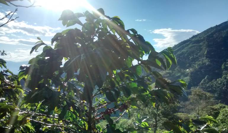 La primera cosecha cafetera del año depende de la floración de agosto, septiembre y octubre