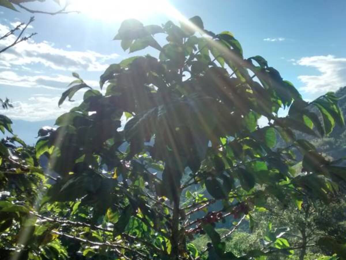 Primera cosecha de café del 2018 bajará un 20% en Caldas