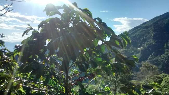 La primera cosecha cafetera del año depende de la floración de agosto, septiembre y octubre