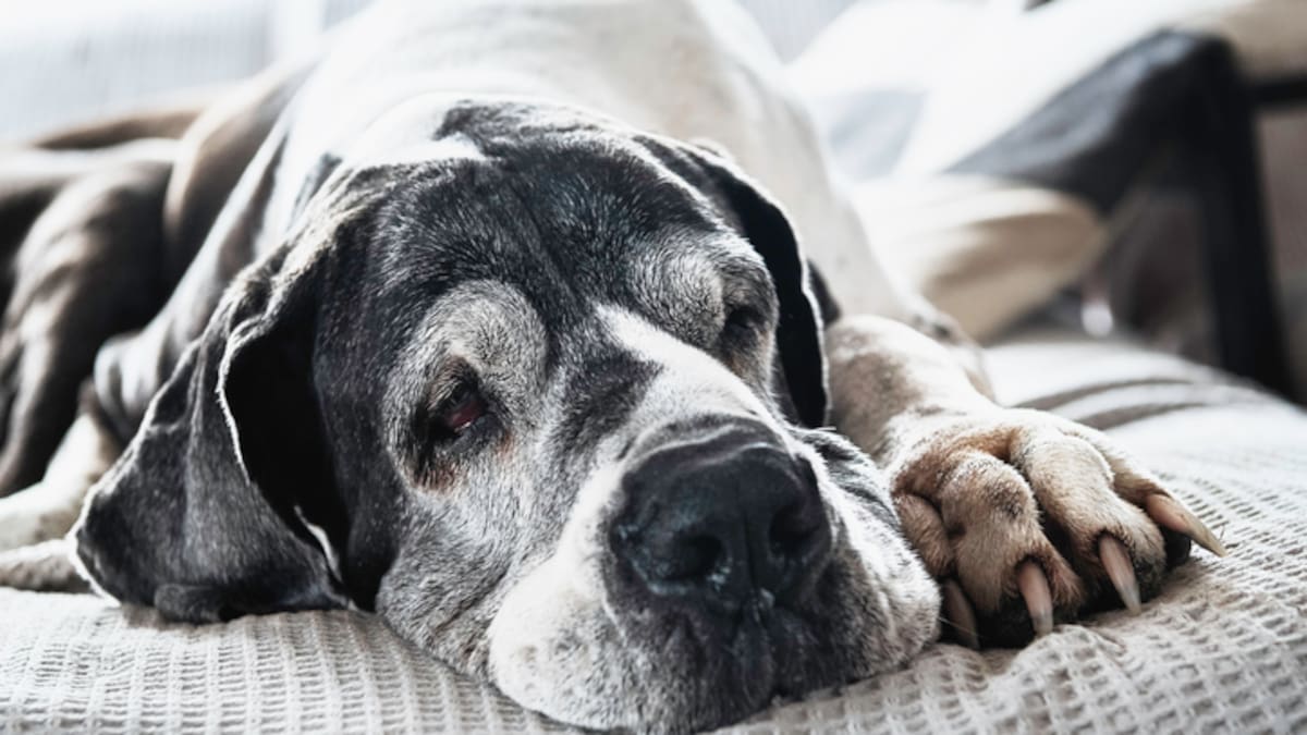 Esta es la mayor causa de muerte en perros domésticos ¿Se podría evitar? Expertos responden