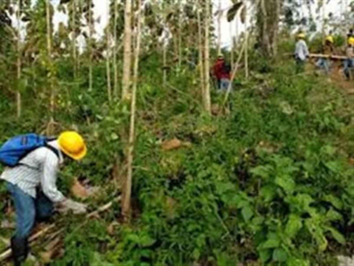 Gobierno le pagó a Mancuso por reforestar tierras despojadas a campesinos