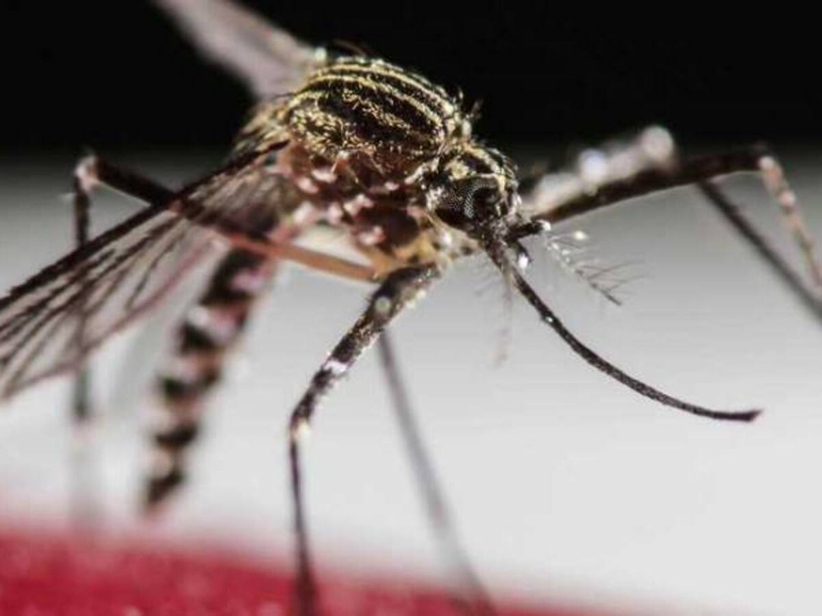 Frontera colombo-venezolana podría convertirse en el nuevo foco del zika: Wall Street Journal