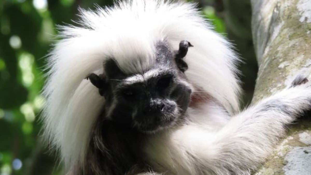 El Tití Cabeciblanco reclama más bosque tropical
