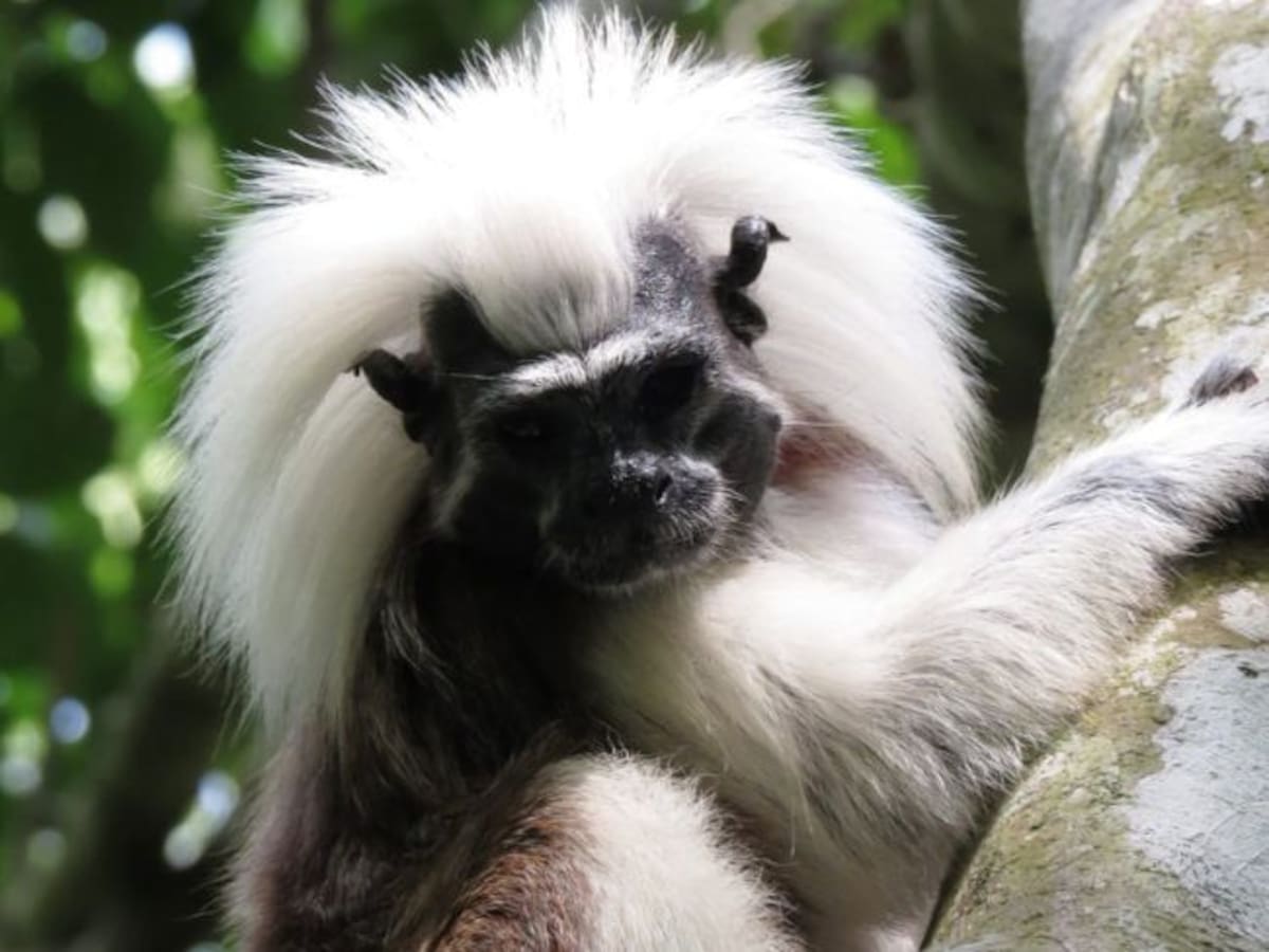 El Tití Cabeciblanco reclama más bosque tropical