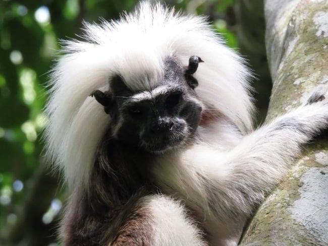 El Tití Cabeciblanco reclama más bosque tropical