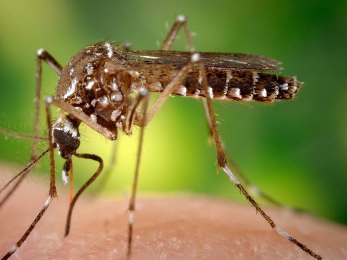 En Sucre no le han podido cortar las alas al dengue