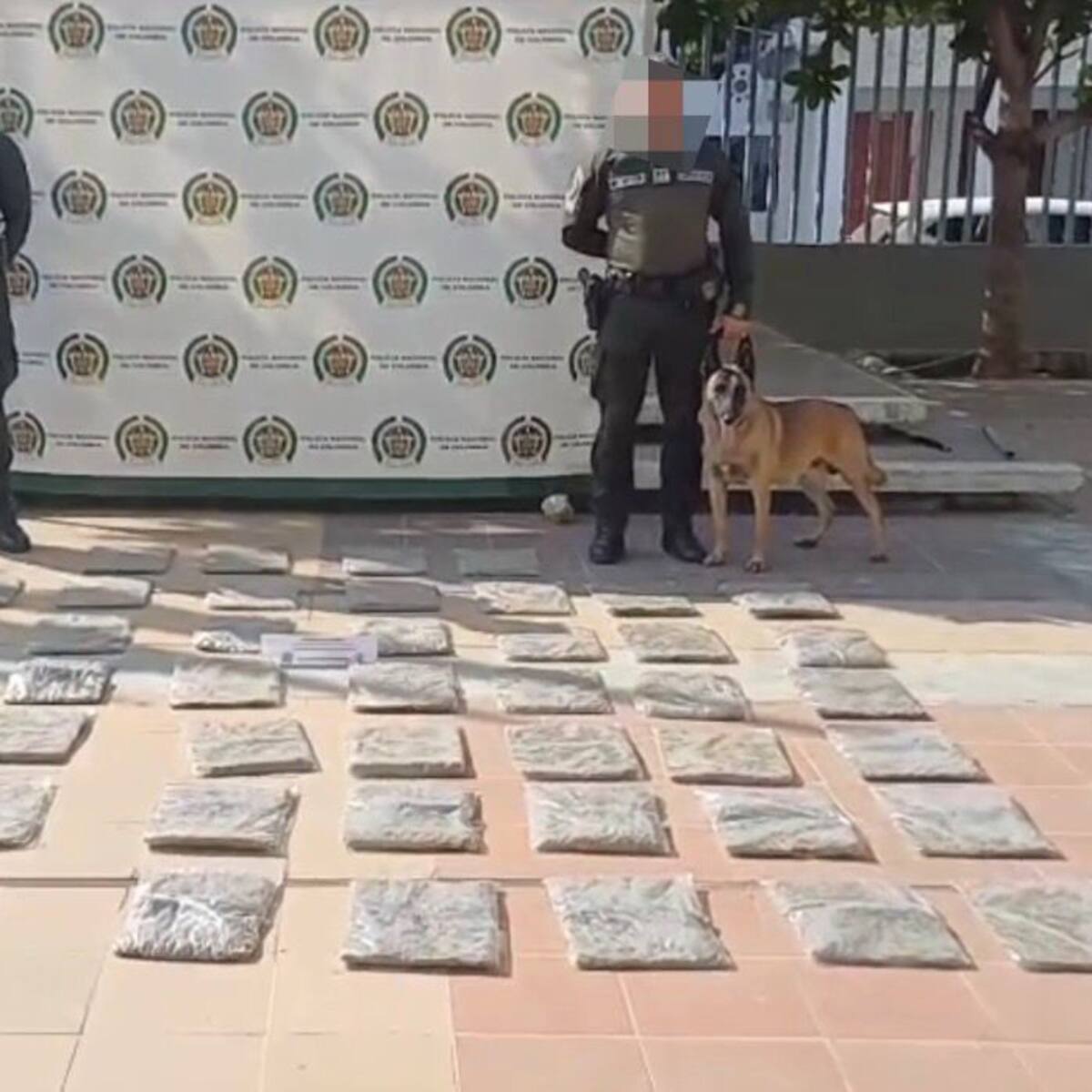 Más de 26 mil dosis de estupefacientes incautados en Cartagena con ayuda de canino ‘Killer’