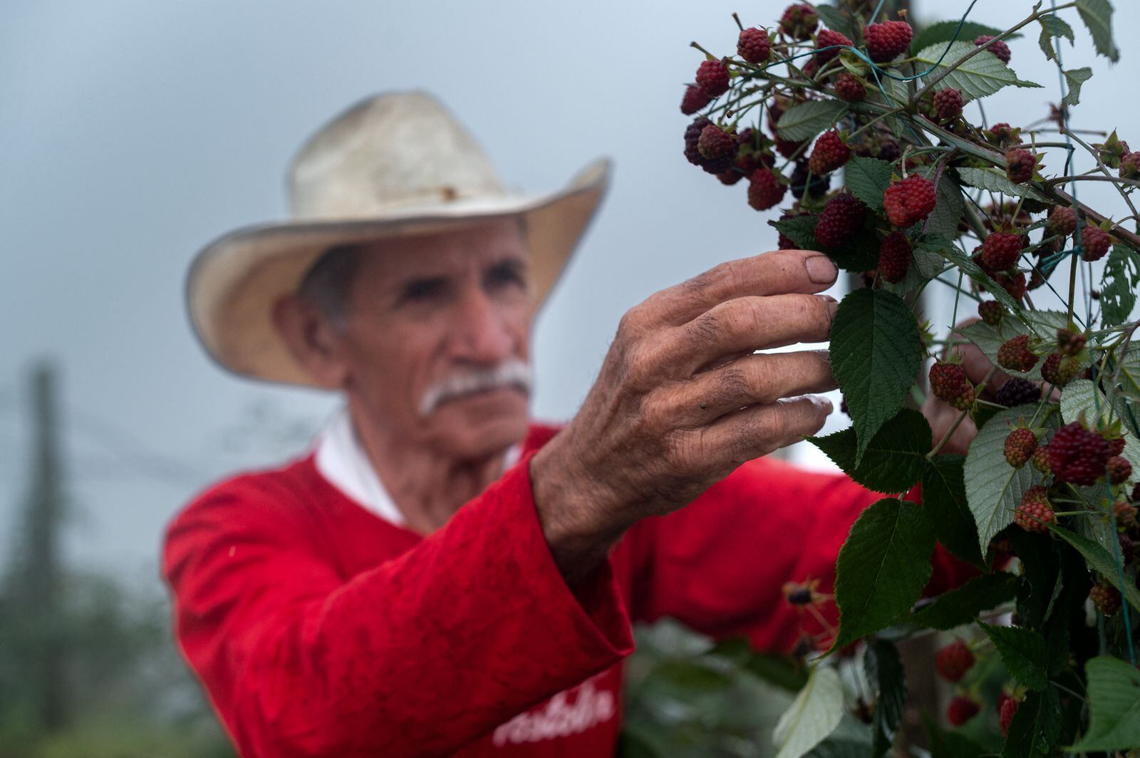 Postobón acompañó a 1.745 familias agricultoras de mora, lulo y mango en 11 departamentos, generando más de 4.000 empleos.