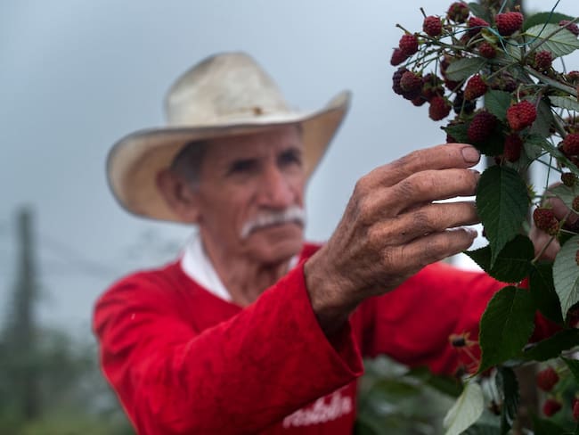 Postobón acompañó a 1.745 familias agricultoras de mora, lulo y mango en 11 departamentos, generando más de 4.000 empleos.
