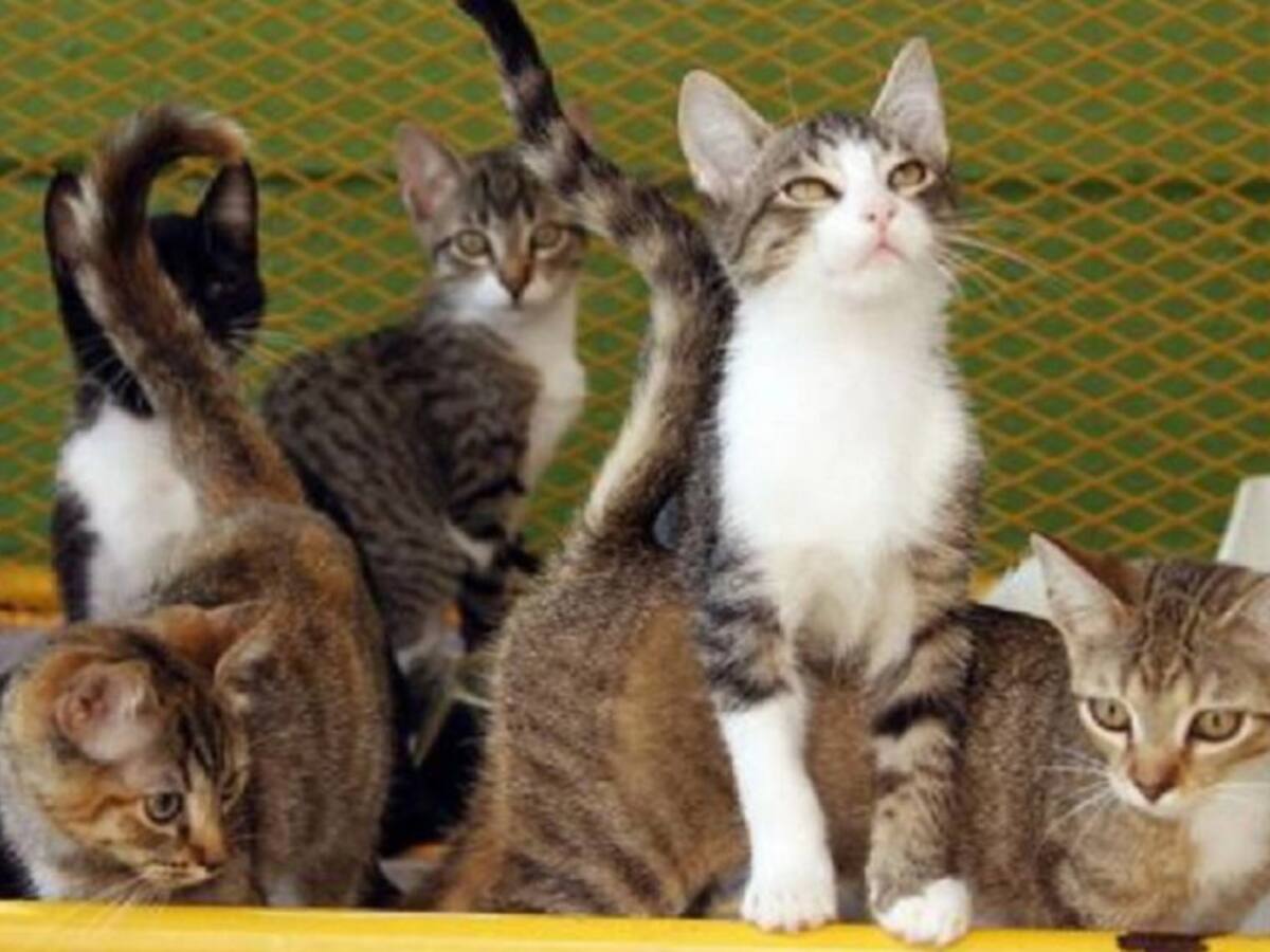 Algunas propuestas para proteger a los animales de Cali