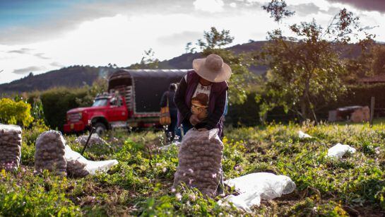 En Boyacá la crisis en la producción de papa ha llevado a los campesinos a buscar otras fuentes de ingreso.