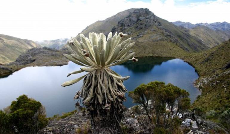 Páramo de Santurbán.