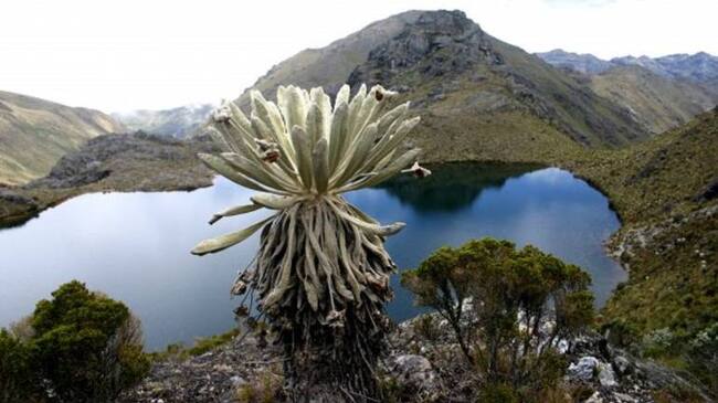 Páramo de Santurbán.