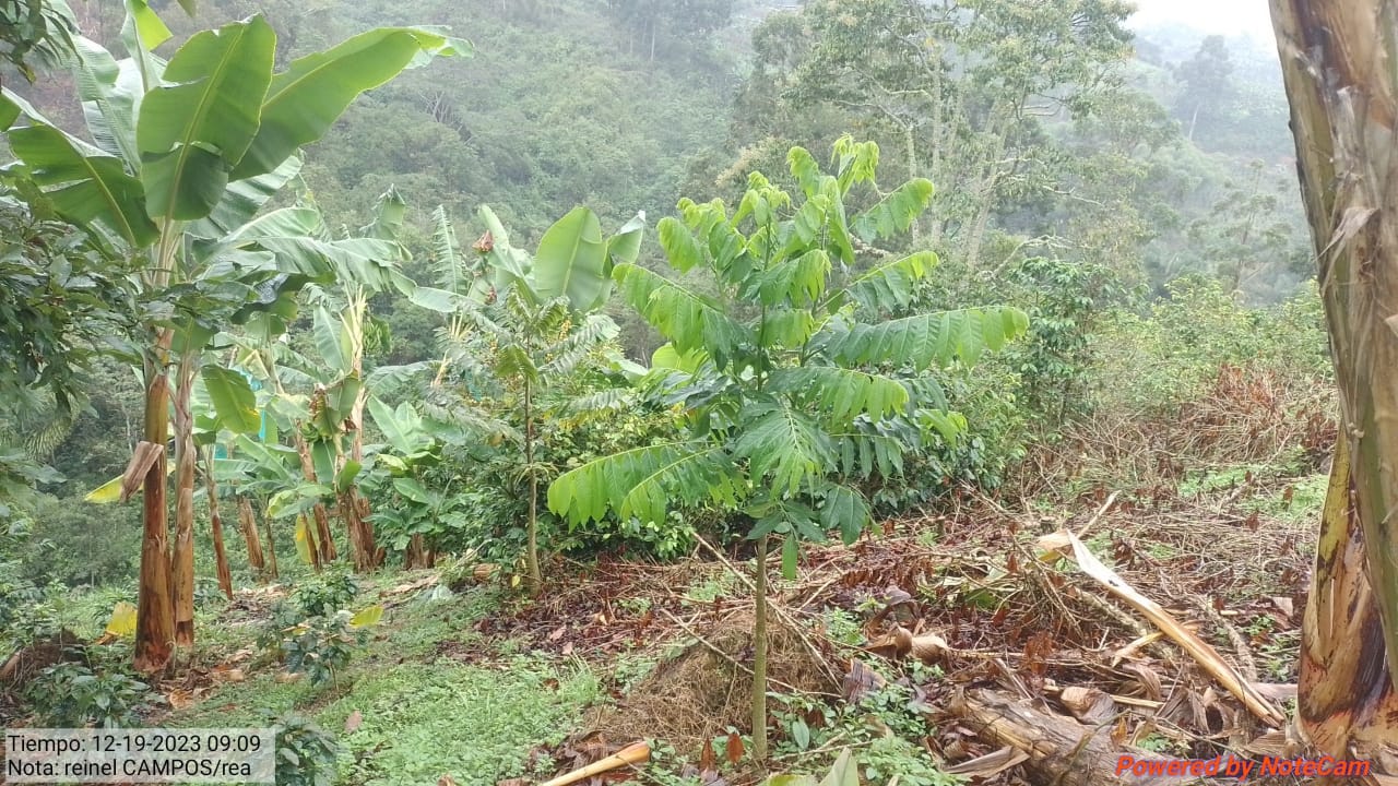 En el municipio de Colombia se han beneficiado 81 predios en los que se viene adelantando la restauración, Gigante con 46 predios, Tello con 41, Guadalupe con 38, Garzón con 31, Algeciras con 26 y Acevedo con 21.