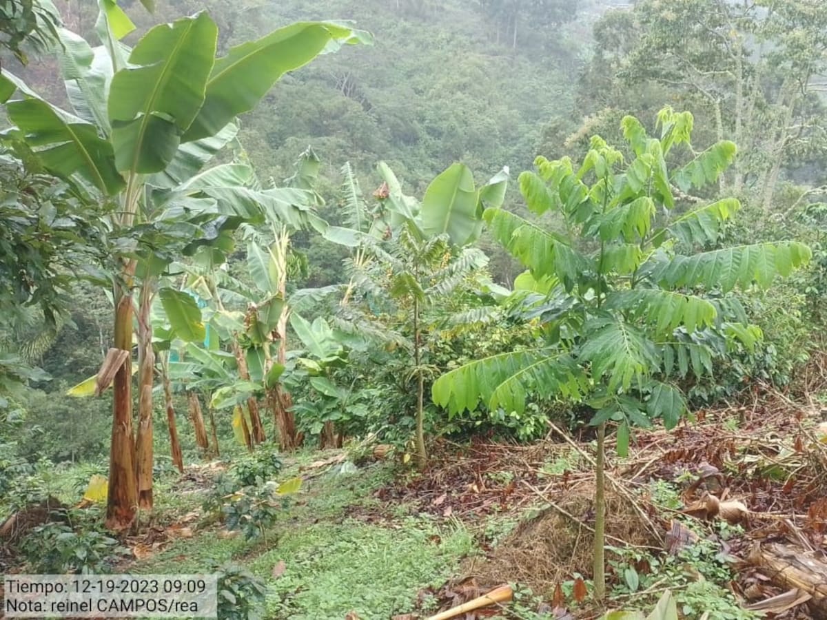 Más de 123 mil árboles nativos se han sembrado en el Corredor Andino Amazónico del Huila