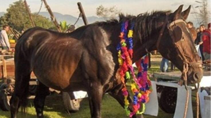 Buscan a adoptantes de caballos en Bogotá