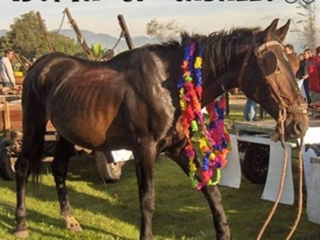 Buscan a adoptantes de caballos en Bogotá