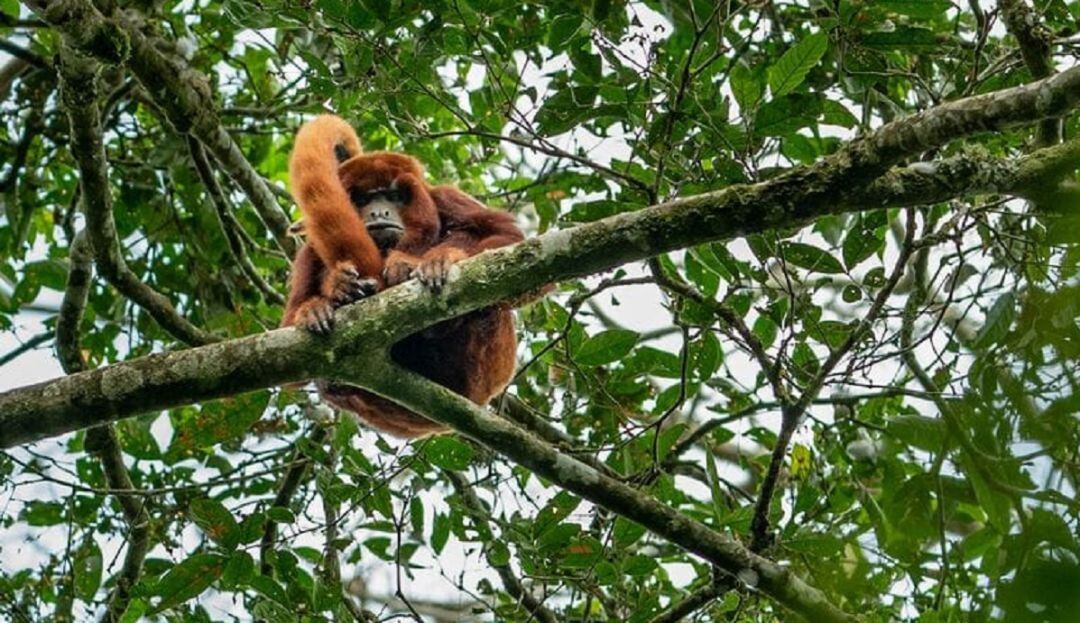 Mono Aullador en la reserva Barbas Bremen en Filandia, Quindío