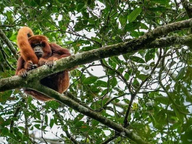 Mono Aullador en la reserva Barbas Bremen en Filandia, Quindío
