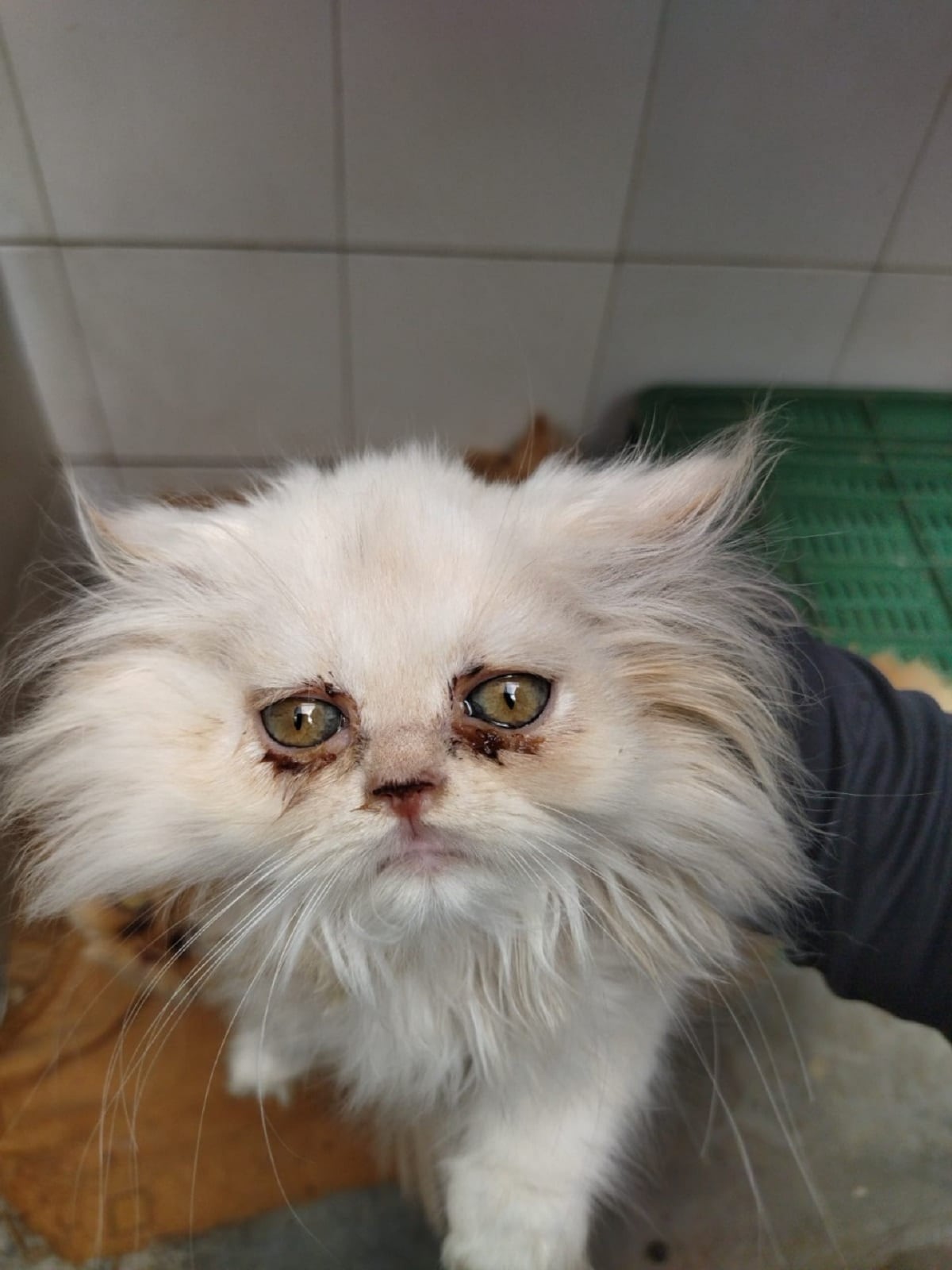 Crédito: Policía Metropolitana de Manizales.