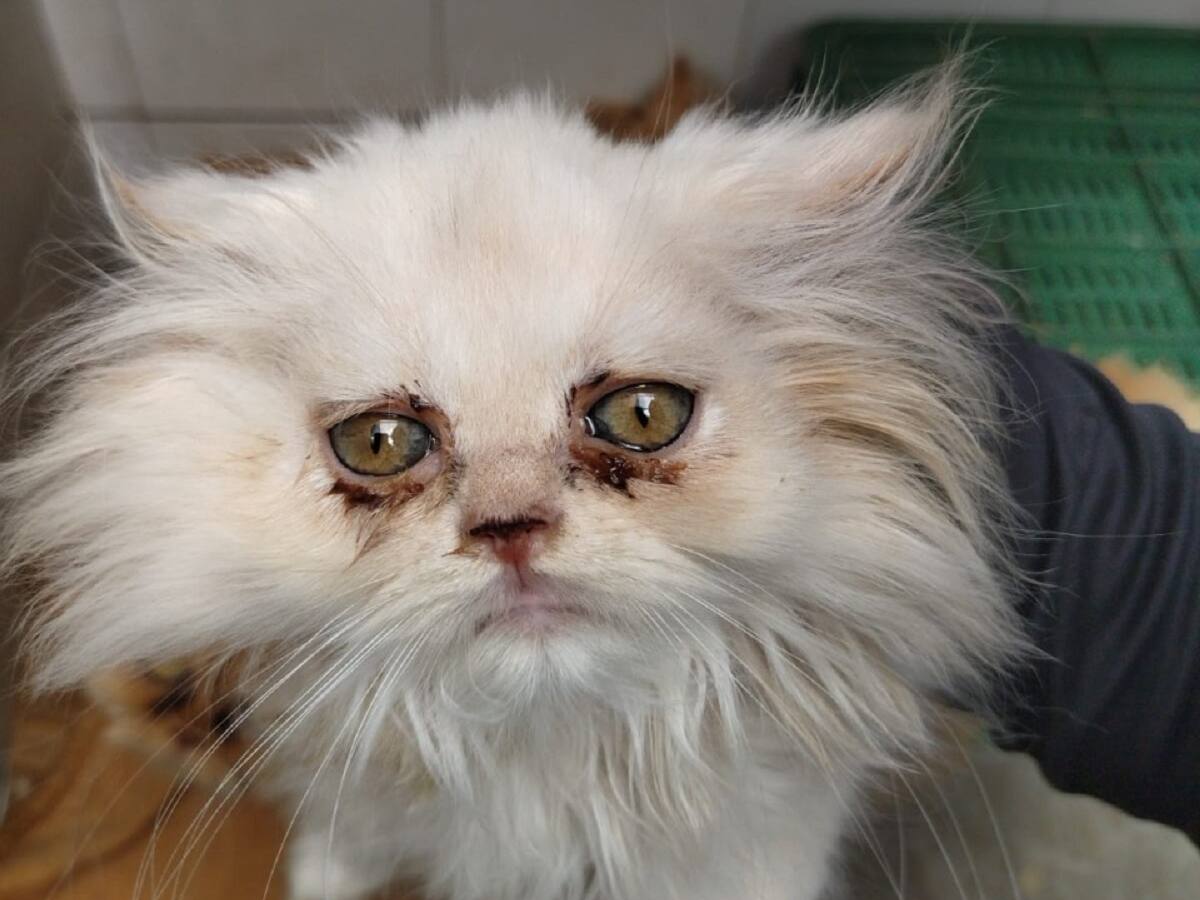 34 animales entre gatos y perros fueron rescatados por las autoridades de Manizales
