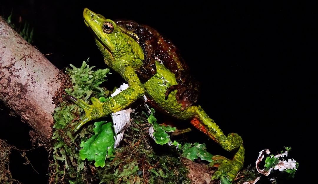 Rana arlequin 
