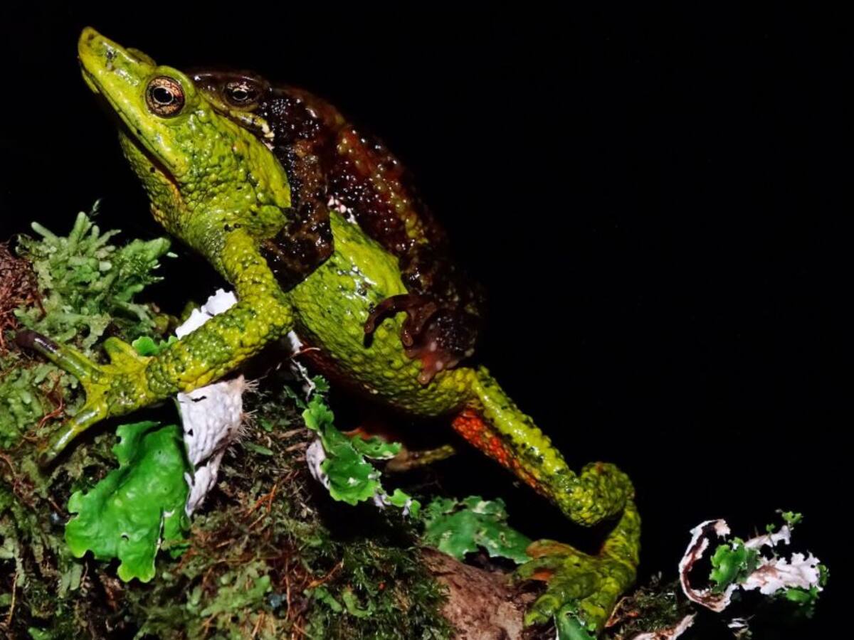 Así es el “Amor posesivo” entre las ranas arlequines de la Sierra Nevada