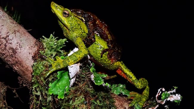Rana arlequin