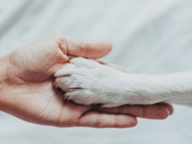 Las esterilizaciones son gratuitas para perros y gatos (machos y hembras)