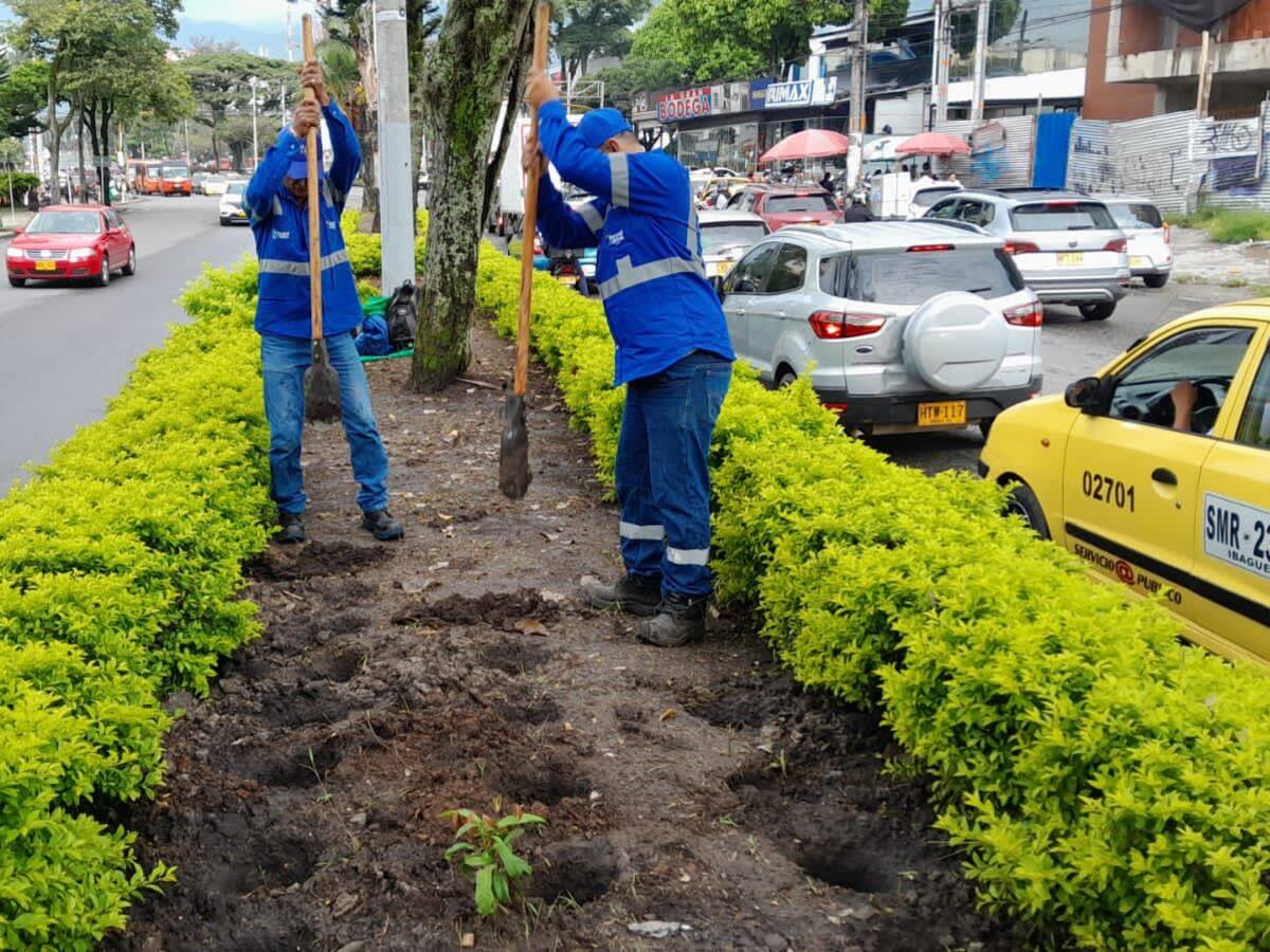 Habrá nueva siembra de plantas en el separador de la carrera Quinta de Ibagué