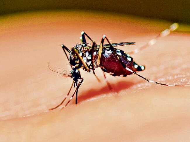 Norte de Santander declara emergencia Sanitaria por dengue