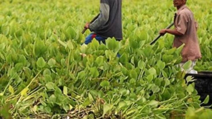 A finales de septiembre saldrían primeros títulos de restitución de tierras: Minagricultura